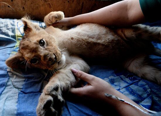 New inhabitants of Chudesny zoo in Vladivostok