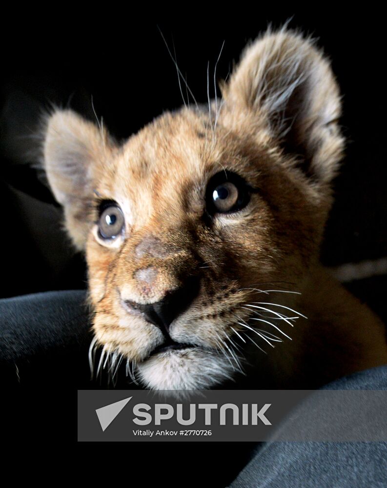 New inhabitants of Chudesny zoo in Vladivostok