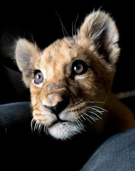 New inhabitants of Chudesny zoo in Vladivostok