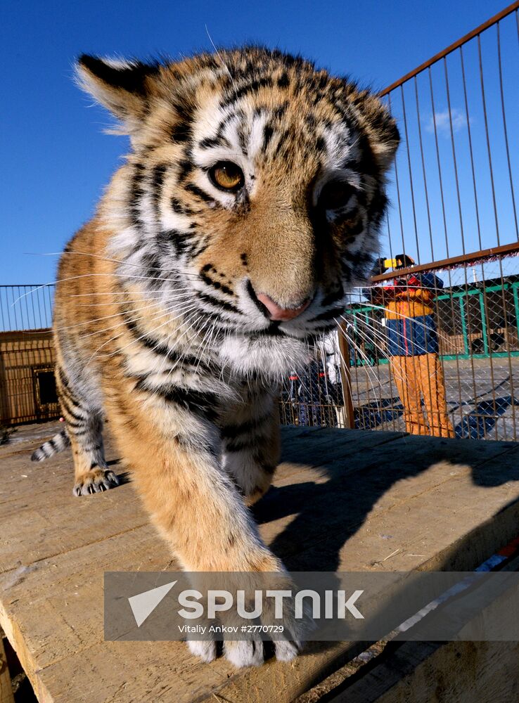 New inhabitants of Chudesny zoo in Vladivostok