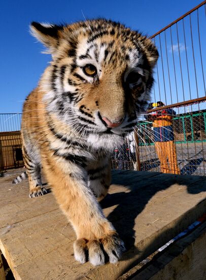 New inhabitants of Chudesny zoo in Vladivostok