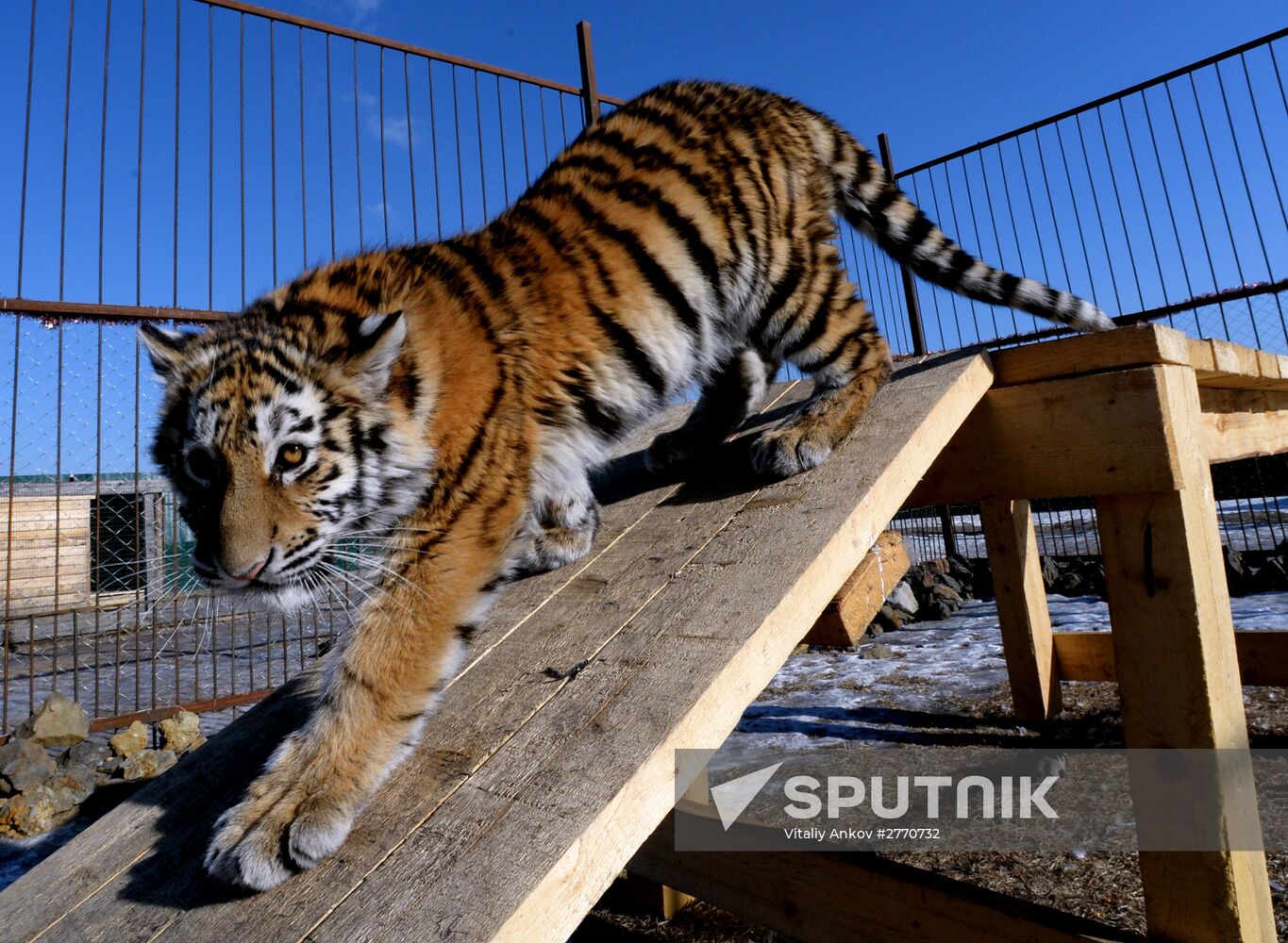 New inhabitants of Chudesny zoo in Vladivostok