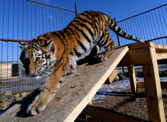 New inhabitants of Chudesny zoo in Vladivostok
