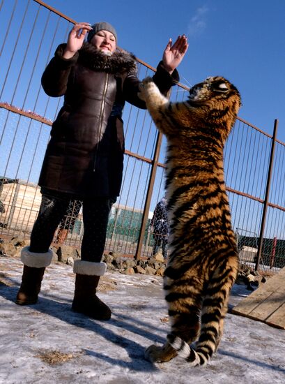 New inhabitants of Chudesny zoo in Vladivostok