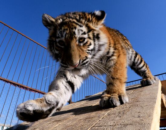 New inhabitants of Chudesny zoo in Vladivostok