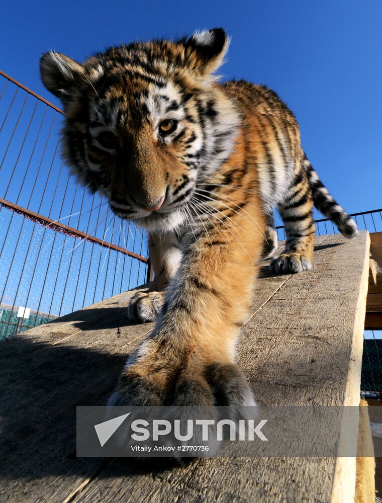 New inhabitants of Chudesny zoo in Vladivostok