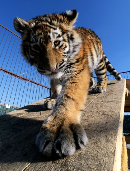 New inhabitants of Chudesny zoo in Vladivostok