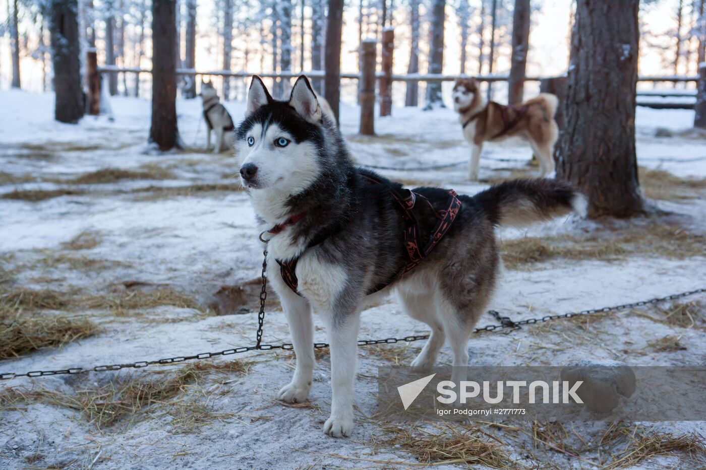 Shuya River tourism in Karelia