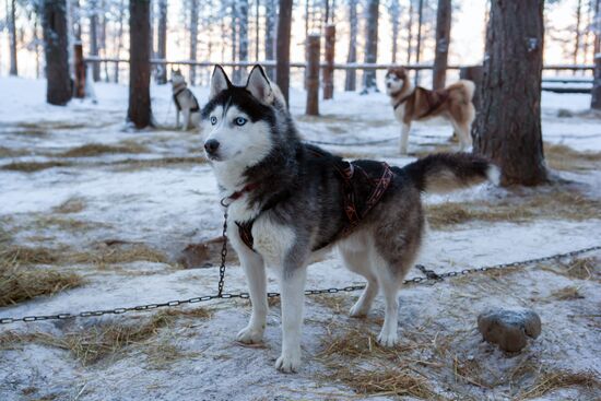 Shuya River tourism in Karelia