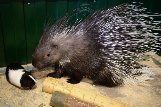 Guinea pig and porcupine hit on each other in Yekaterinburg's Butterfly Park