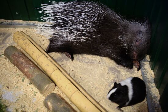 Guinea pig and porcupine hit on each other in Yekaterinburg's Butterfly Park