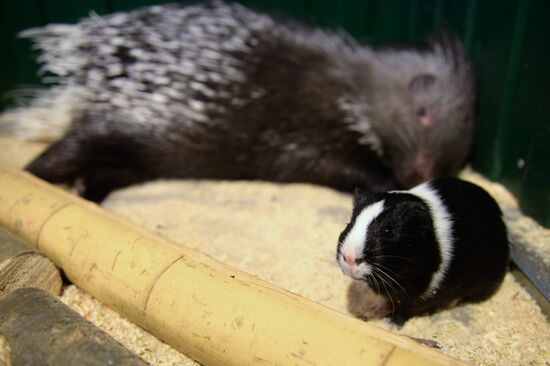 Guinea pig and porcupine hit on each other in Yekaterinburg's Butterfly Park