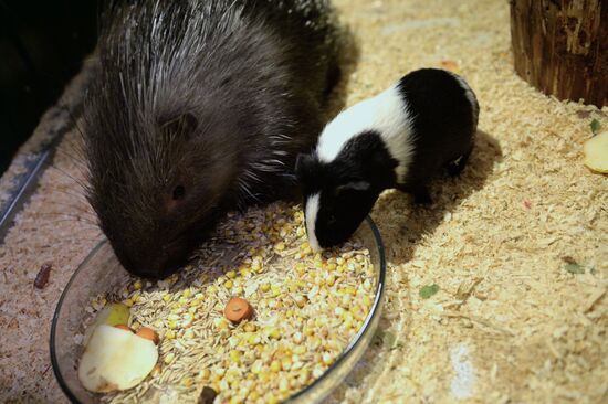 Guinea pig and porcupine hit on each other in Yekaterinburg's Butterfly Park