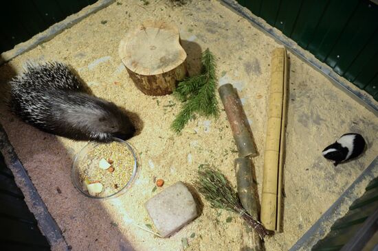 Guinea pig and porcupine hit on each other in Yekaterinburg's Butterfly Park