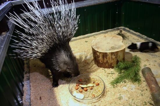 Guinea pig and porcupine hit on each other in Yekaterinburg's Butterfly Park