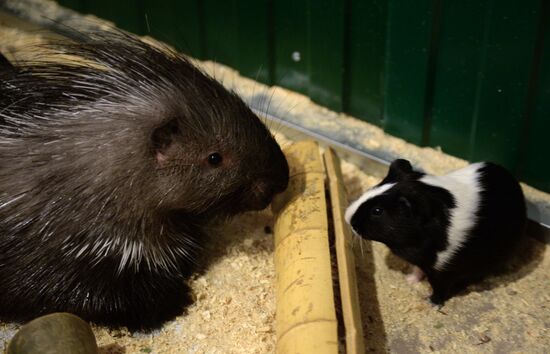 Guinea pig and porcupine hit on each other in Yekaterinburg's Butterfly Park
