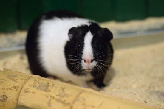 Guinea pig and porcupine hit on each other in Yekaterinburg's Butterfly Park