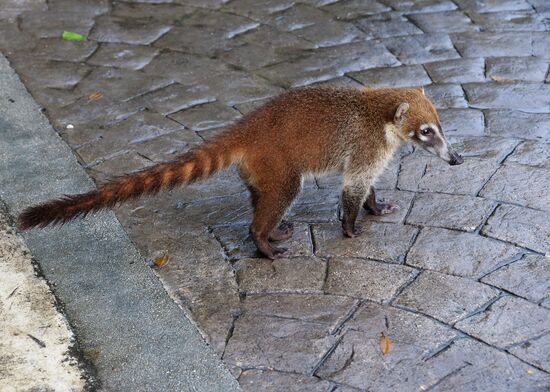 Coatimundi