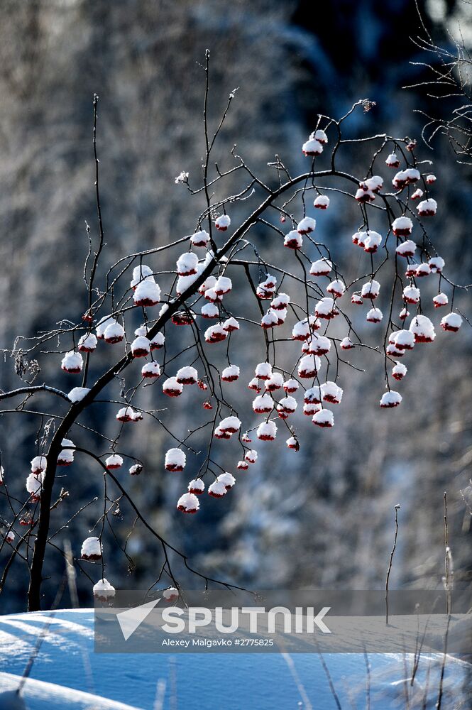 Winter in Omsk Region