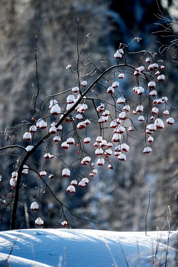 Winter in Omsk Region