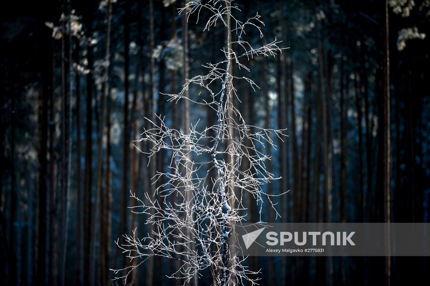 Winter in Omsk Region