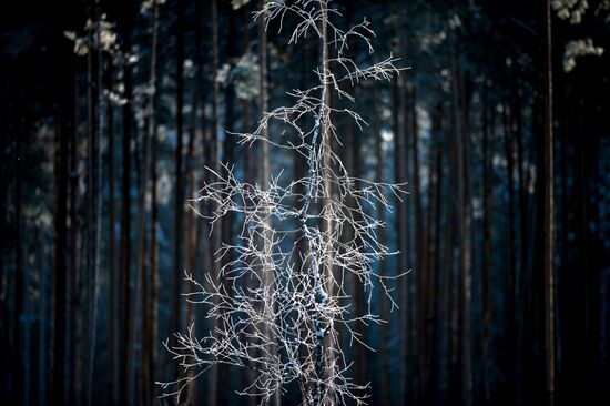 Winter in Omsk Region