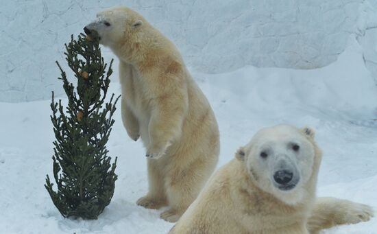Traktor Hocky Club players visit their Altyn white bear charm