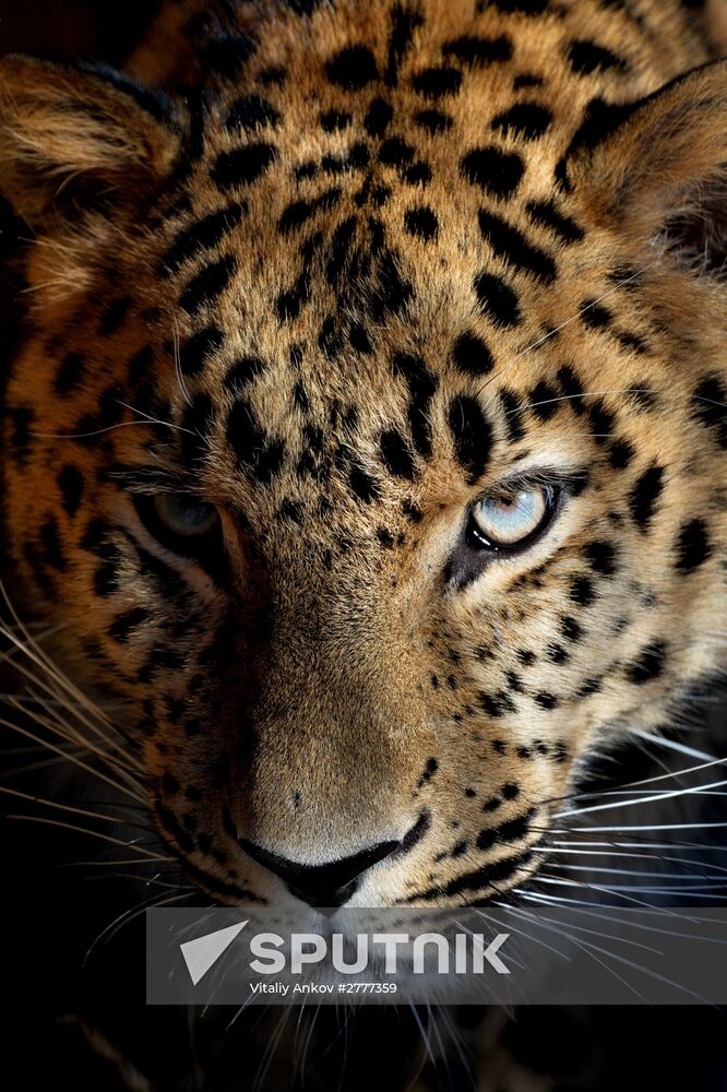 Far Eastern leopard arrives from Prague, placed in cage next to Amur and Timur