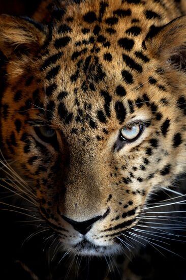 Far Eastern leopard arrives from Prague, placed in cage next to Amur and Timur