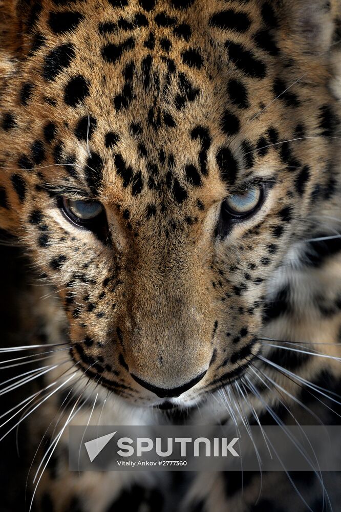 Far Eastern leopard arrives from Prague, placed in cage next to Amur and Timur