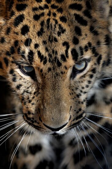 Far Eastern leopard arrives from Prague, placed in cage next to Amur and Timur