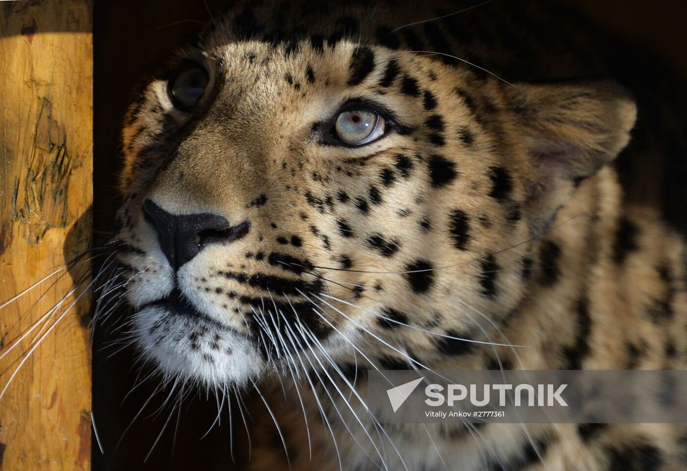 Far Eastern leopard arrives from Prague, placed in cage next to Amur and Timur