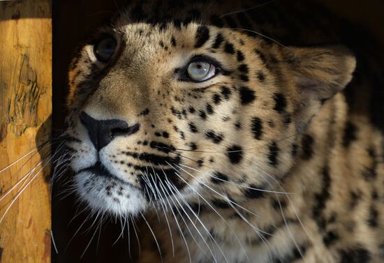Far Eastern leopard arrives from Prague, placed in cage next to Amur and Timur
