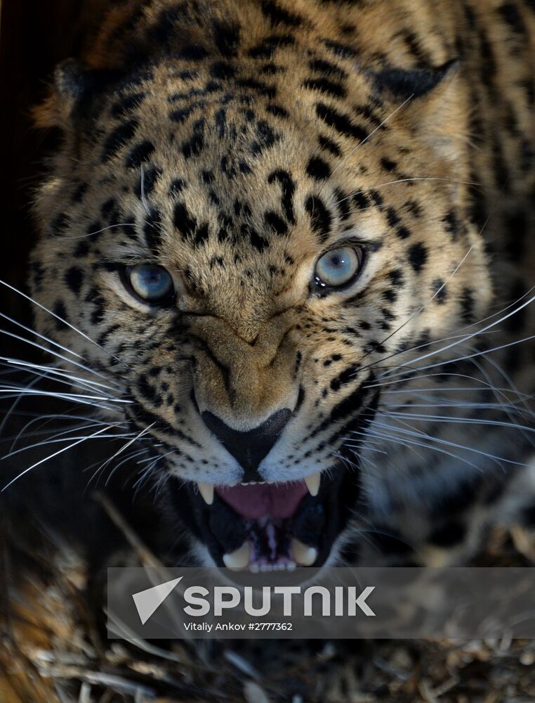 Far Eastern leopard arrives from Prague, placed in cage next to Amur and Timur