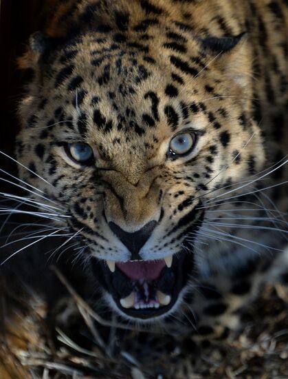Far Eastern leopard arrives from Prague, placed in cage next to Amur and Timur