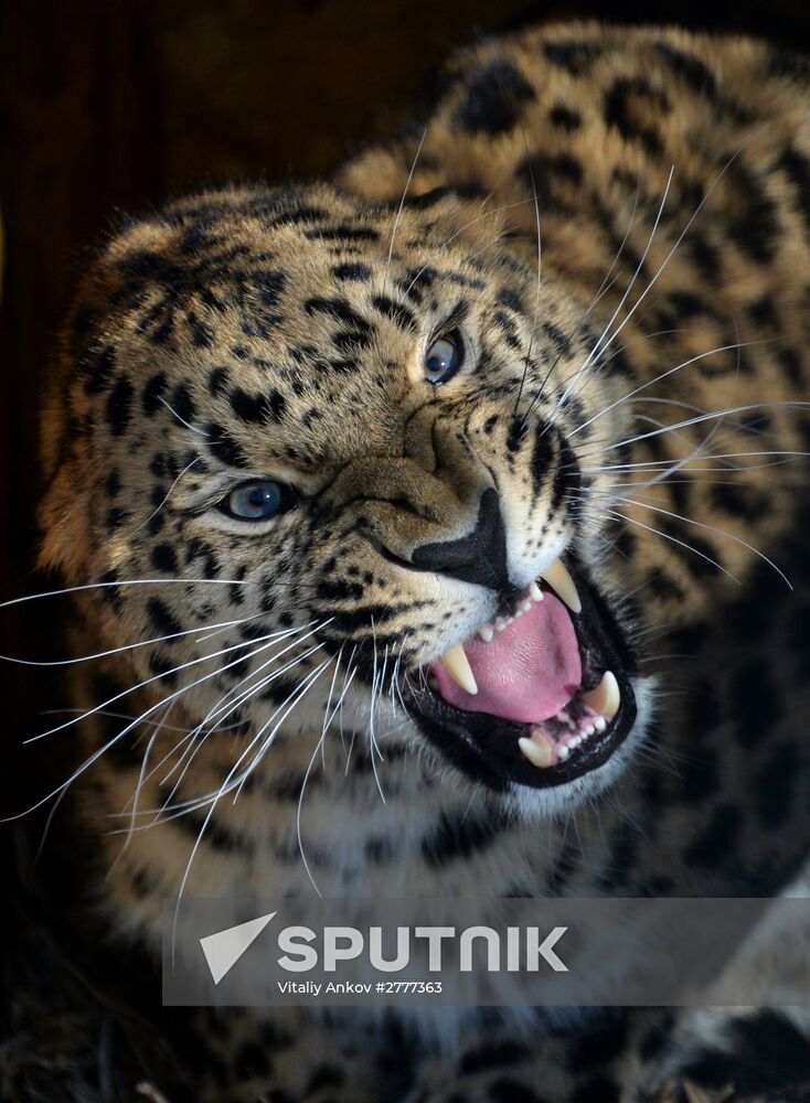 Far Eastern leopard arrives from Prague, placed in cage next to Amur and Timur