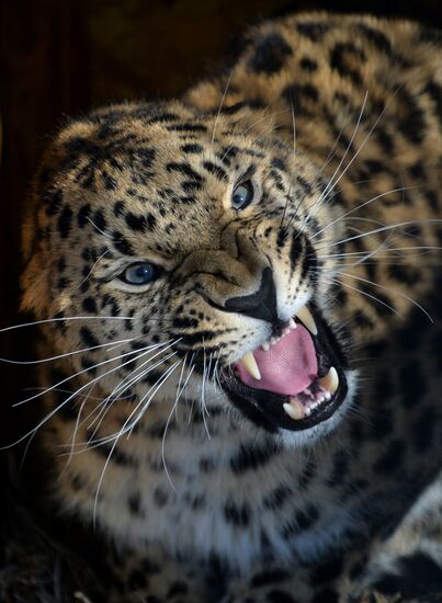 Far Eastern leopard arrives from Prague, placed in cage next to Amur and Timur
