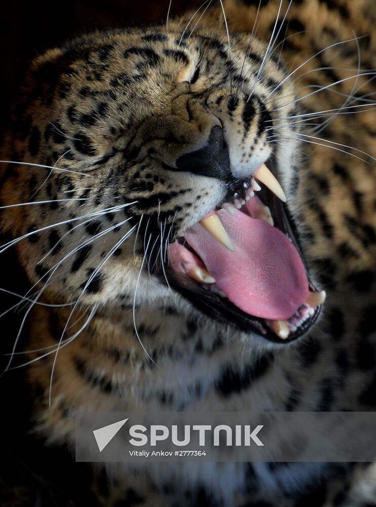 Far Eastern leopard arrives from Prague, placed in cage next to Amur and Timur