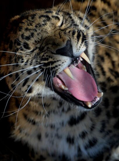 Far Eastern leopard arrives from Prague, placed in cage next to Amur and Timur