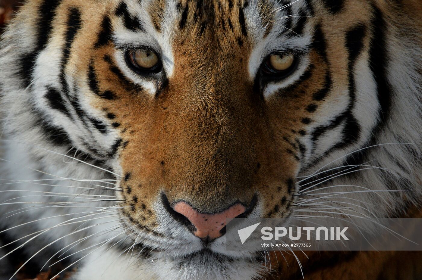 Far Eastern leopard arrives from Prague, placed in cage next to Amur and Timur