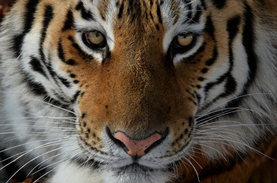 Far Eastern leopard arrives from Prague, placed in cage next to Amur and Timur