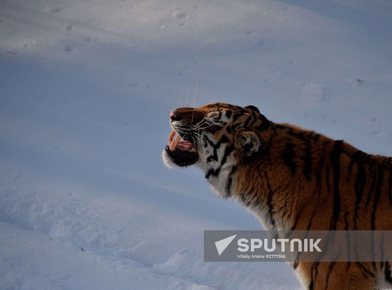 Far Eastern leopard arrives from Prague, placed in cage next to Amur and Timur