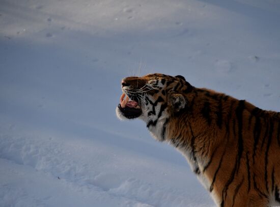 Far Eastern leopard arrives from Prague, placed in cage next to Amur and Timur