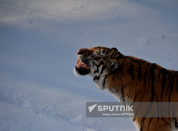 Far Eastern leopard arrives from Prague, placed in cage next to Amur and Timur