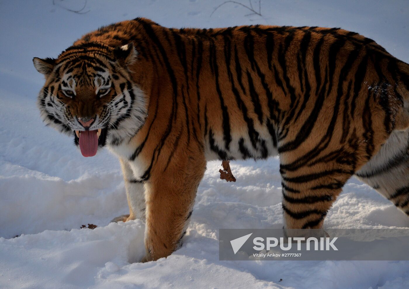 Far Eastern leopard arrives from Prague, placed in cage next to Amur and Timur