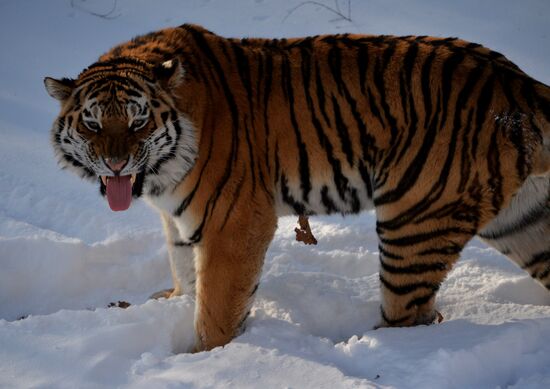 Far Eastern leopard arrives from Prague, placed in cage next to Amur and Timur