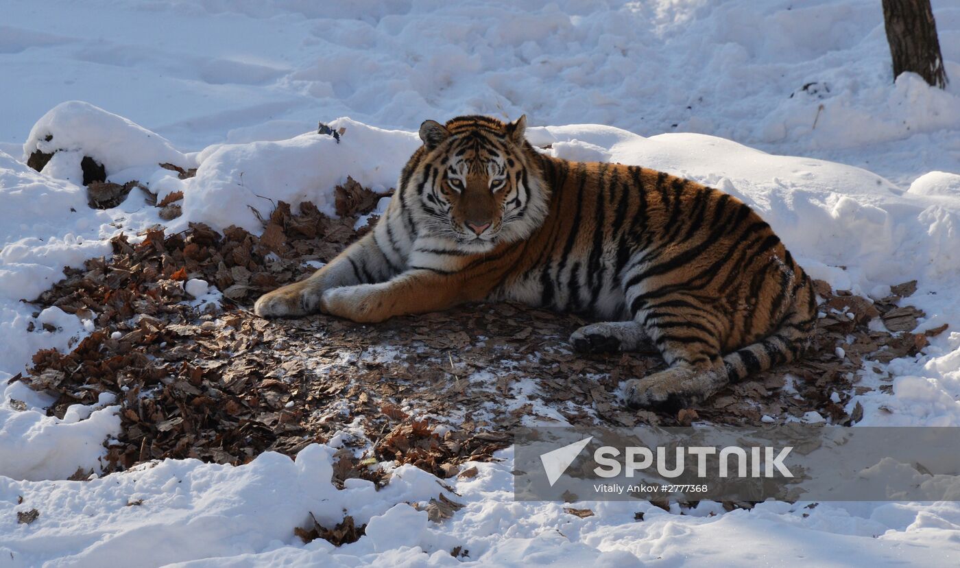 Far Eastern leopard arrives from Prague, placed in cage next to Amur and Timur