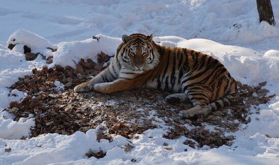 Far Eastern leopard arrives from Prague, placed in cage next to Amur and Timur