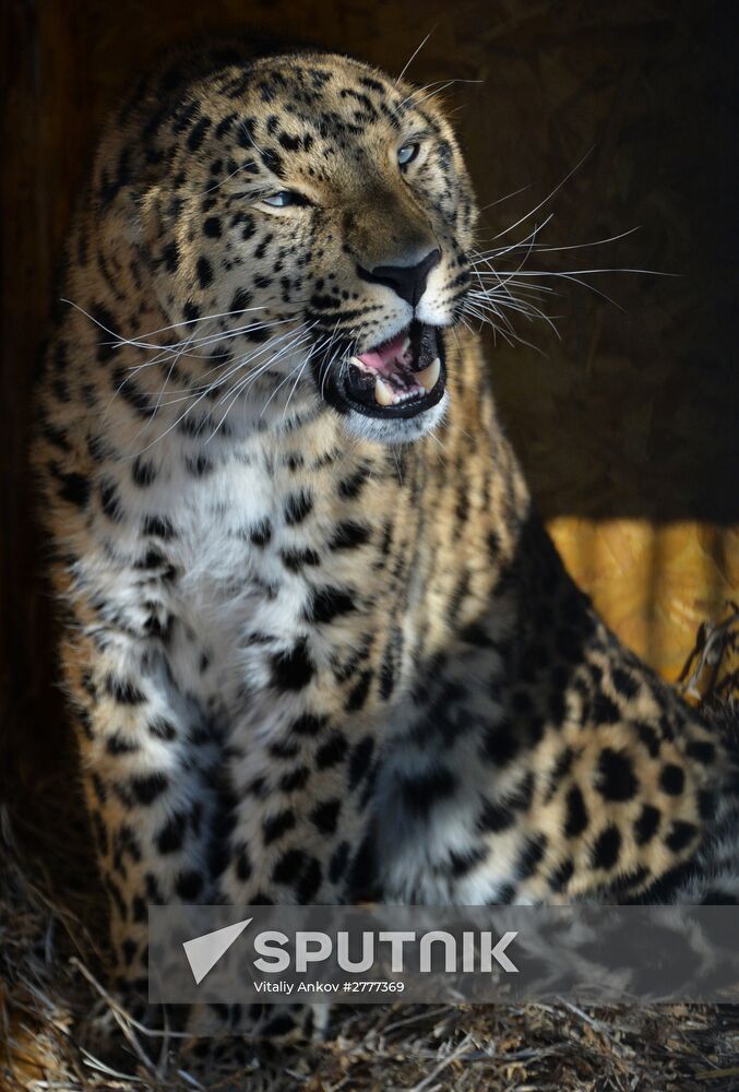 Far Eastern leopard arrives from Prague, placed in cage next to Amur and Timur