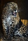 Far Eastern leopard arrives from Prague, placed in cage next to Amur and Timur